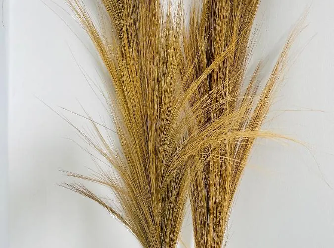 Mykonian Starling - Town N' Sunset View 公寓